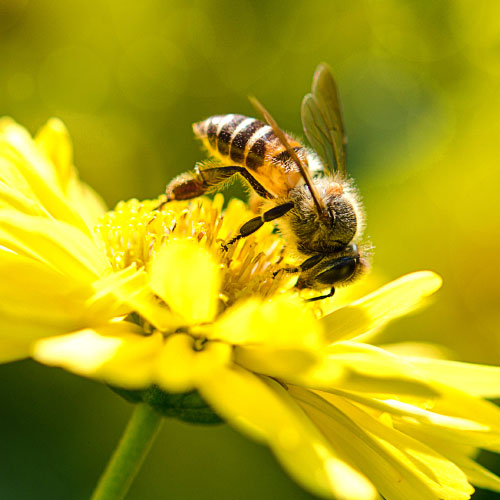 bee and flowers a sunny day