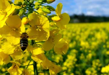 bee on yellow flower