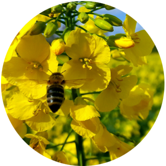bee on a flower