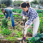People gardening in their allotment