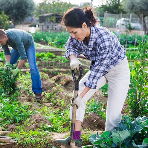 People working on their garden allotment