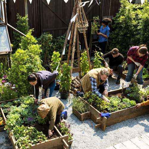 Community gardening