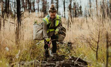 woman planting a tree