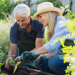 Senior couple planting basil in their vegetable garden