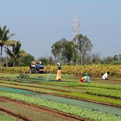charity workers growing plants