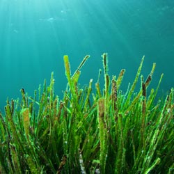 seabed