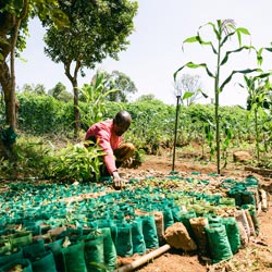 African man farming