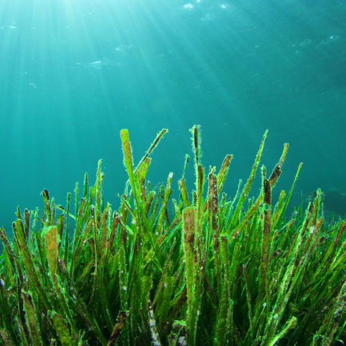 Underwater Seagrass ocean background