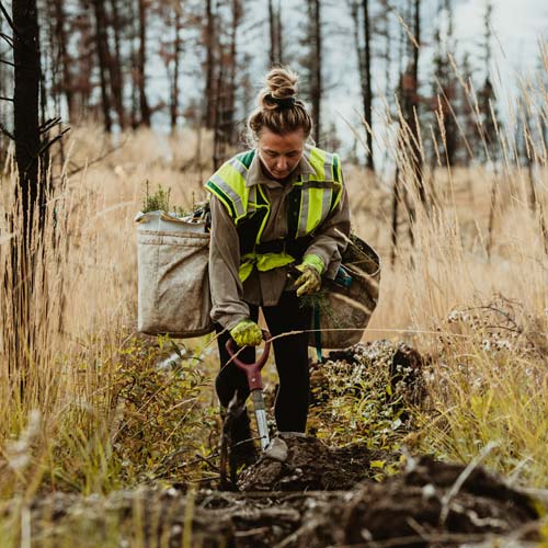 woman planting trees in the forest