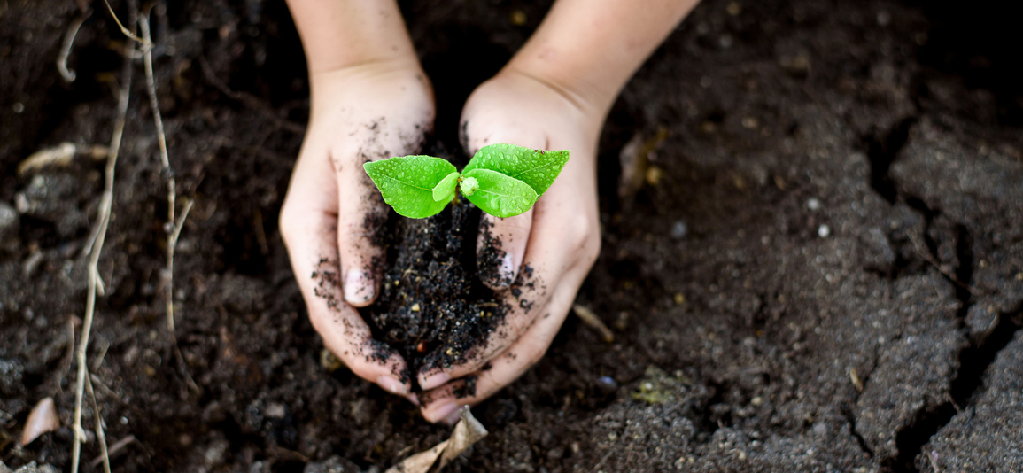 Hands holding plant
