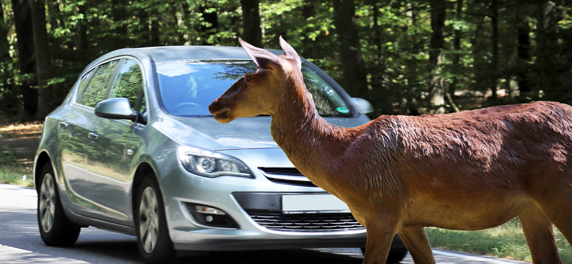 Be aware of deer crossing