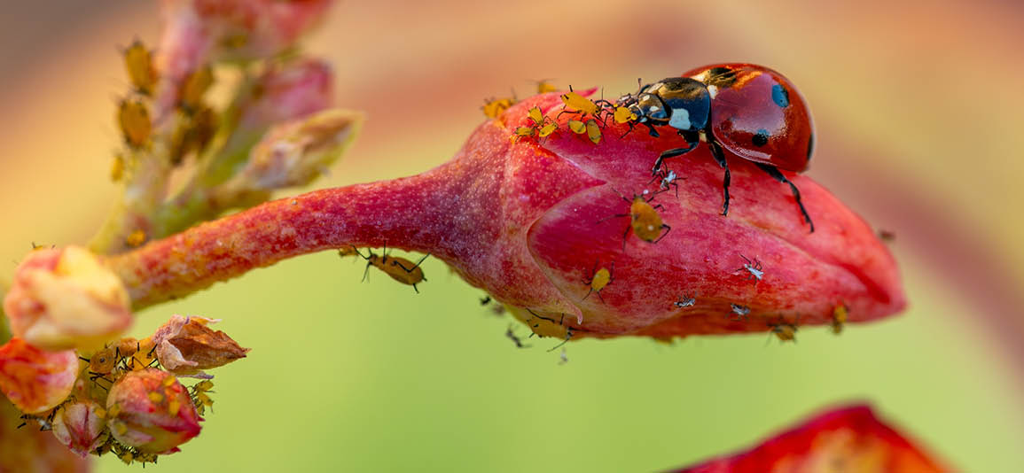 ladybird eating aphids on a flower bud