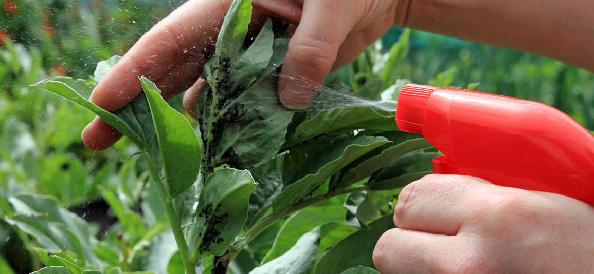 A Red Sprayer Being Used By A Gardener To Treat Blackfly On An Infested Broad Bean Plant.