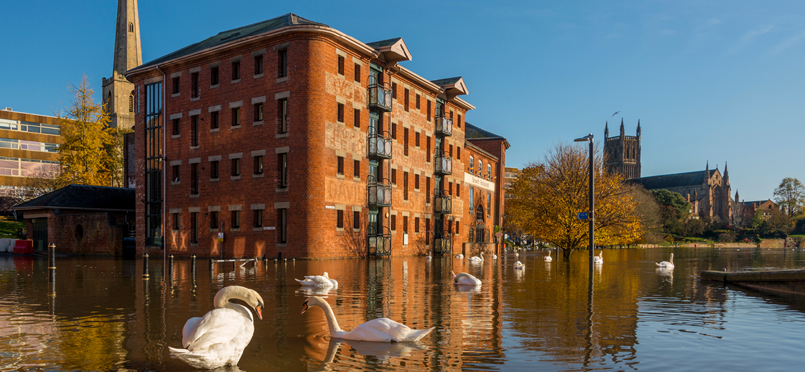 Flood and swans by Worcester bridge Worcestershire UK