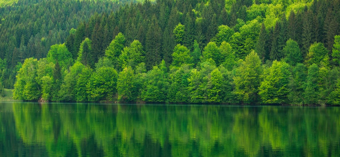 Green forest by lake reflection water