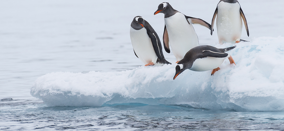 Penguin runs over the snow in Antarctica