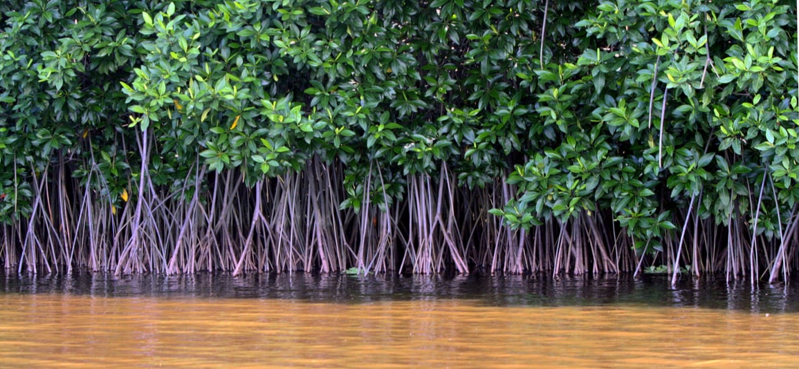 Green mangrove trees across a river