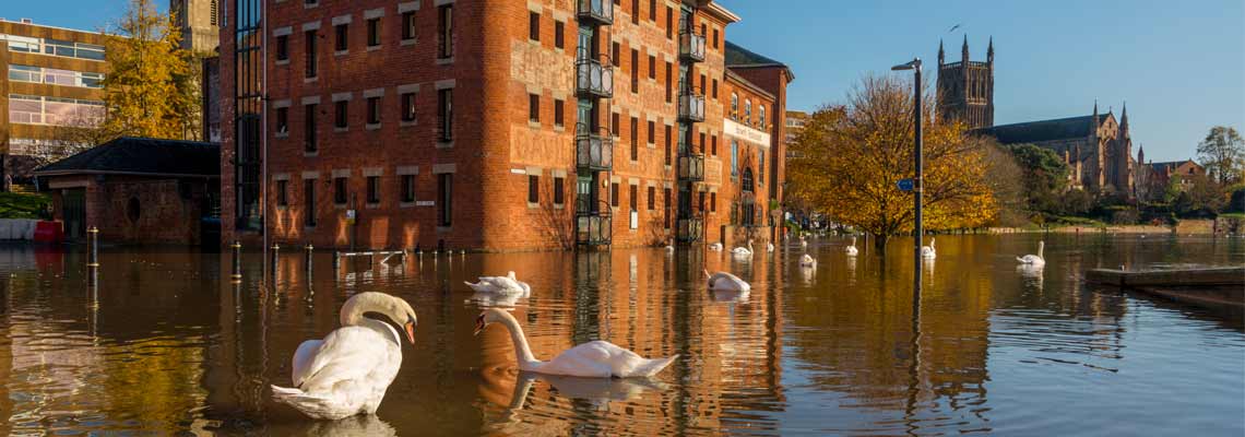 Flood and swans by Worcester bridge Worcestershire UK