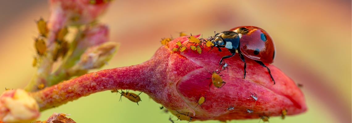 a ladybug eating aphids on a flower bud