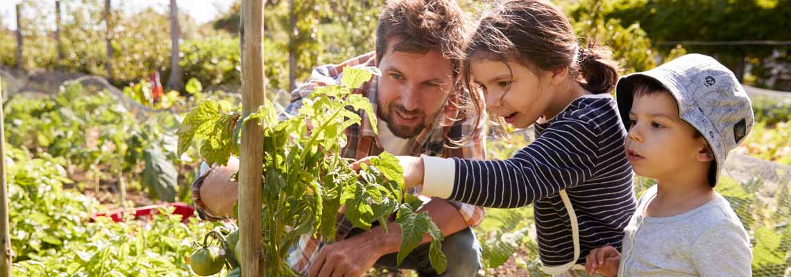 Father and children looking at tomatoes growing on allotment