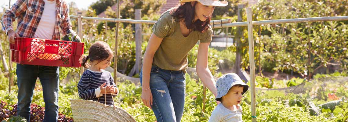 Family harvesting produce from allotment